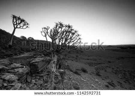 Wide angle landscape photo of the sunset over the Quiver tree forest in Nieuwoudtville in the Northern Cape of South Africa