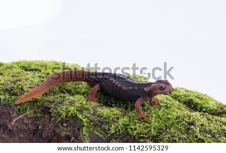 Salamander (Himalayan Newt) on white background and Living On the high mountains at doiinthanon national park,Thailand