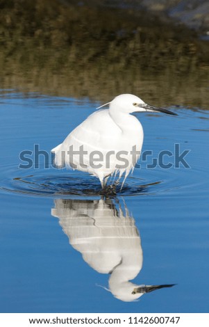 Close up image of a Great White Egret fishing in an estuary on the West Coast of South Africa