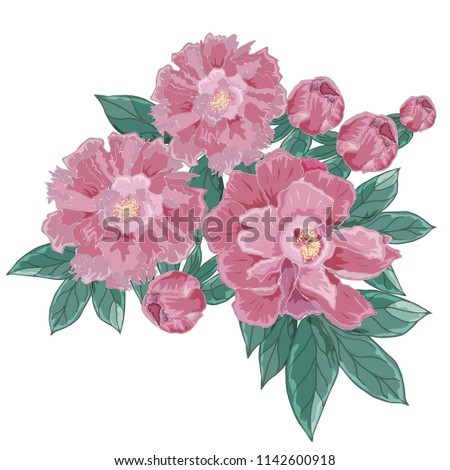 Peonies flowers isolated on white background. Pink flowers. Green leaves. Greeting card, print on the T-shirt, posters of vintage design. Hand drawing.Vector illustration
   