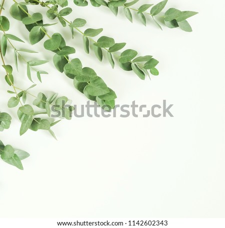 green eucalyptus branches leaves on white background. Flat lay, top view. copy space