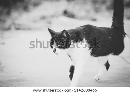 Close up image of a black and white cat walking in the garden