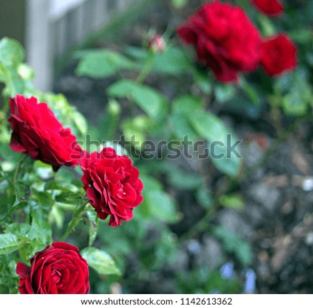 Red roses. Photos with Bokeh, shallow depth of field. Flowers in the garden.
