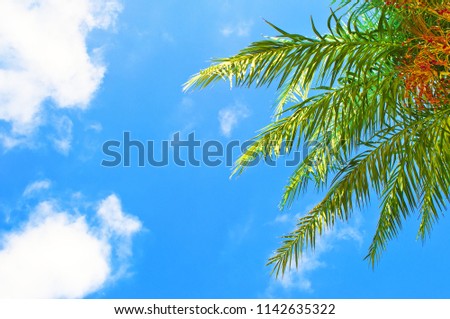 Closeup of green palm tree branch against the background of blue sky with several white clouds. Hot sunny day in fall. Concept of vacation and relaxation on tropical island. View up from the ground