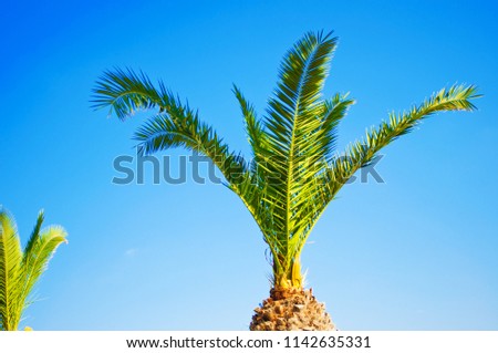 Closeup of one young green palm tree resembling pineapple against the background of cloudless blue sky. Hot sunny day in fall. Concept of vacation and relaxation on tropical island. Side view