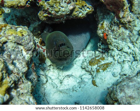 March 2018, Ocean Reef, Maldives: Moray eels in the natural habitat, the Maldives.