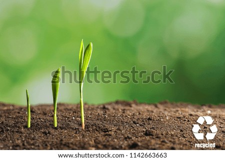 Green seedlings growing out of soil outdoors. Recycling concept. Save nature and environment