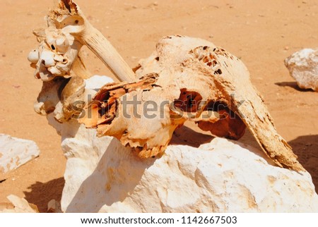 Skull of a old buffalo on top of a white rock.
This picture is set in kenya.