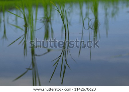 Japanese paddy field
