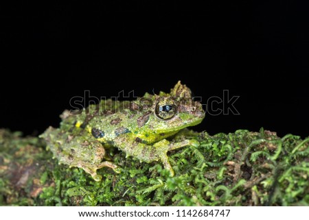 Mossy Tree Frog, Rhacophorus everetti. Sabah, Borneo. 