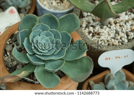 Blooming Echeveria Pansy cactus in pot