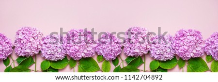 Lilac pink hydrangea flower on pastel pink background flat lay. Mothers Day, Birthday, Valentines Day, Womens Day, celebration concept. Top view Floral border with copy space. Long format.