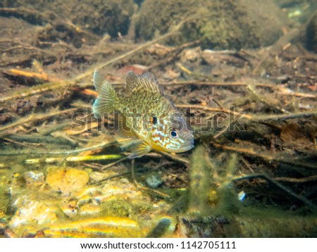 Pumkinseed sunfish guarding its nesting site, shot below water in a lake in north Quebec, Canada.