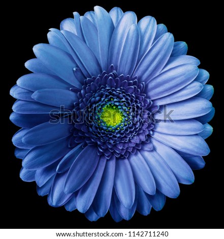 Gerbera  blue  flower  on black isolated background with clipping path.  no shadows. Closeup.  Nature. 
