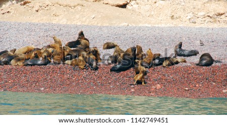 Sea lions at Paracas National Reservation, or the Peruvian Galapagos. At the reserve there are the Islas Ballestas, islands which are off limits to people, but boat tours can get close