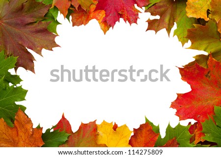 autumn maple leafs isolated