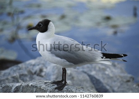 seagull bird wild