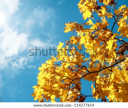 Autumn leaves with the blue sky background Royalty-Free Stock Photo #114277654
