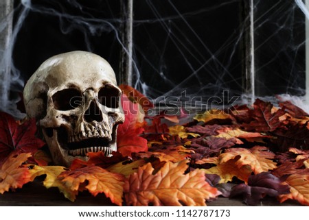 Halloween human skull lying in autumn leaves in front of an old window with dark background and spider webs.