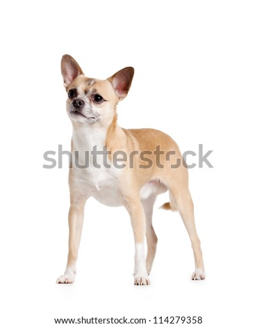 Standing on four paws pale yellow chihuahua dog, isolated on white