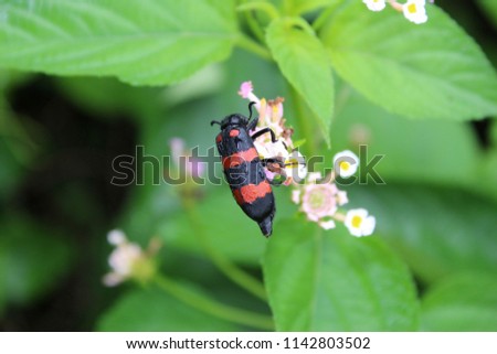 Royalty high quality free stock image of a Poisonous blister beetles with bright black and red warning coloration busy on feeding Colorful Hedge Flower, Weeping Lantana, Lantana camara Linn.