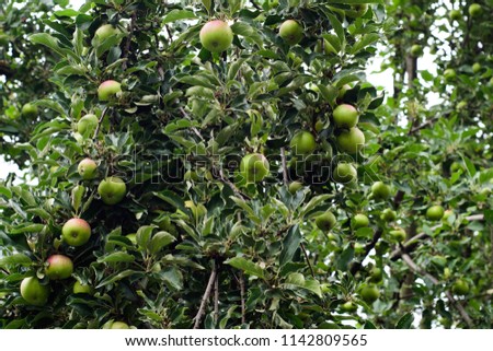 Green apple tree with fruit. Granny Smith