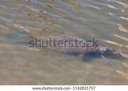 Manatee resting in shallow water