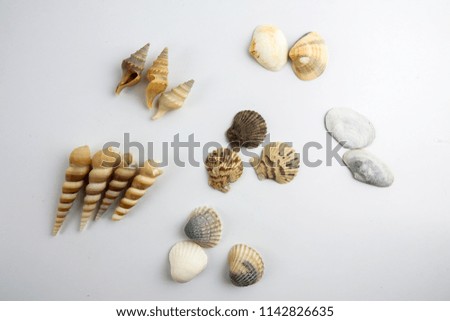 Beach seashell isolated on white background.