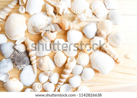 Beach seashell isolated on a wooden background.