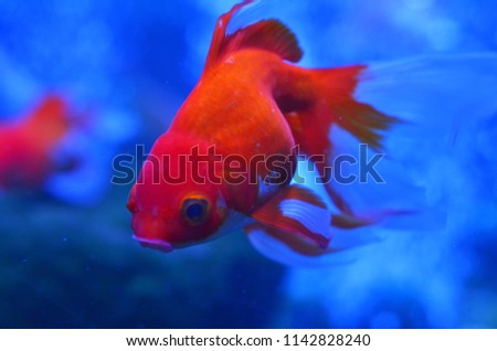 Red (golden) fish in water behind stones and algae, photo close-up.