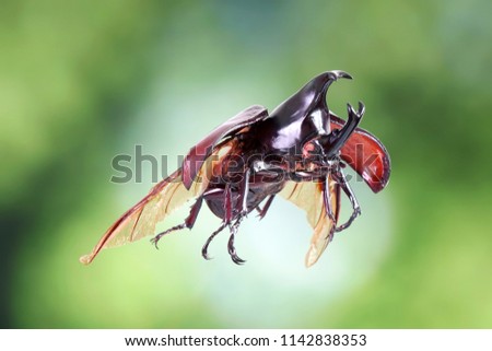 The Siamese rhinoceros beetle (Xylotrupes gideon) or fighting beetle, It is particularly known for its role in insect fighting in Thailand. New trend of Awesome pets / Popular exotic pets from Asia.