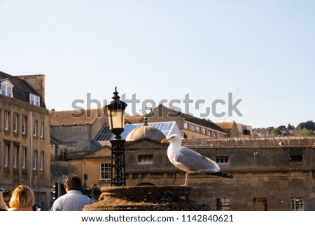 A sea gull on a pillar at  Pulteney bridge in Bath, U.K./city background