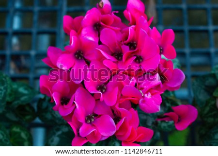 pink flowers in flowerpot, beauty of fresh blooming botany in spring .