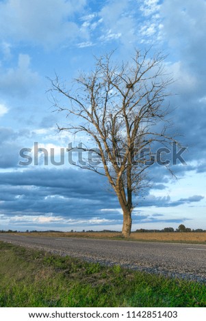 Sunset and asphalt road with tree in Dobele, Latvia