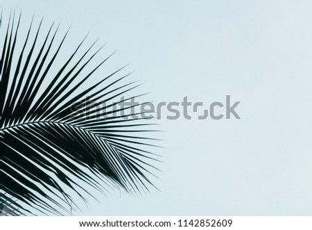 Palm leaves silhouette against clear sky. Creative minimalism. Copy space for text