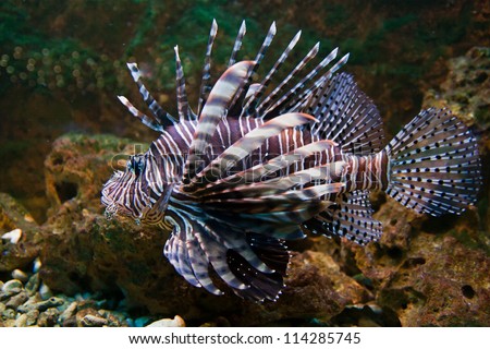 Red lionfish (Pterois volitans) aquarium fish, a venomous coral reef fish Royalty-Free Stock Photo #114285745