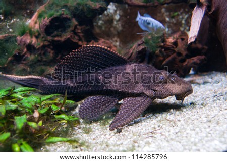 Pterygoplichthys pardalis, the tropical fish known as a Plecostomus belonging to the Armored Catfish family (Loricariidae)