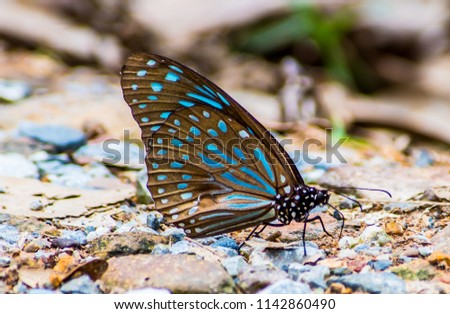 The butterfly grows for a short time during its season in the National Park of Thailand.