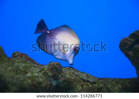 Underwater view of aquarium fish