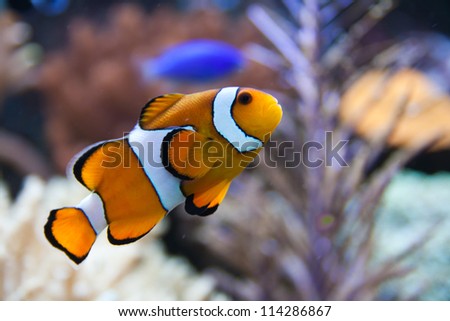Nemo (clownfish, anemonefish, Amphiprioninae) over blue background Royalty-Free Stock Photo #114286867