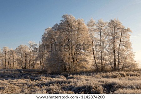 Trees with rime on an ice cold winter morning in the warm morning light at sunrise in central Switzerland