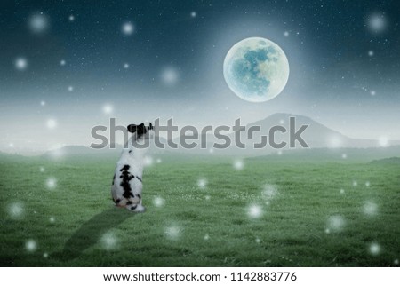 Rabbits stand in the lawn on a beautiful full moon night.