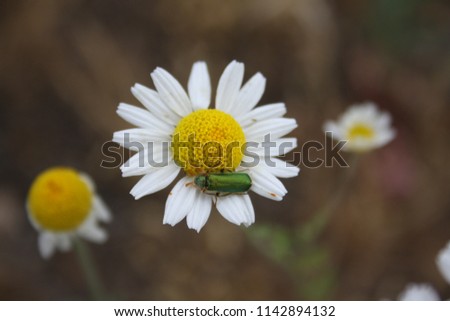 Beetle (Cerocoma schaefferi) collects nectar on a flower of a camomile