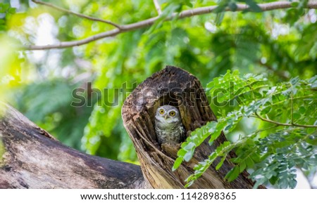 Spotted owlet (Athene brama) in tree hollow. / Spotted owlet in the hollow of tree, park of Thailand. / Spotted Owlet in the garden. Royalty-Free Stock Photo #1142898365