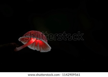 close-up of magic light mushroom in the dark background