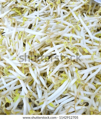 Mung bean sprouts are a culinary vegetable grown by sprouting mung beans.
