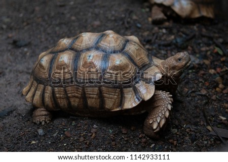 Sulcata Tortoise walking on the ground