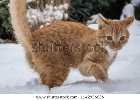 Red baby cat walks through the snow for the first time