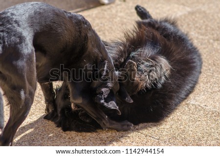 Photograph of some big black dogs playing on the terrace of the house.