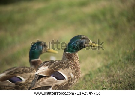 Beautiful ducks in their natural environment